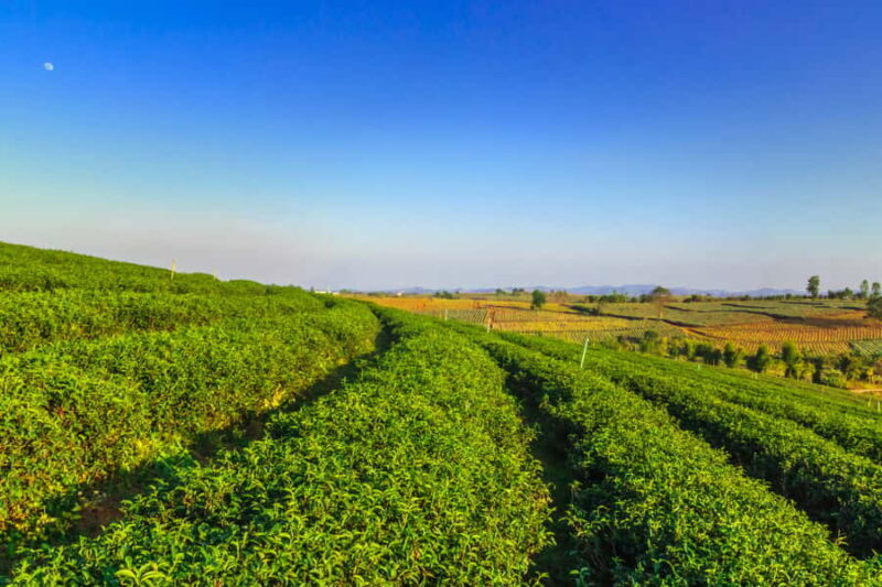 Chiang Mai: Private Chiang Rai Temples & Golden Triangle - Who Will Love This Tour?