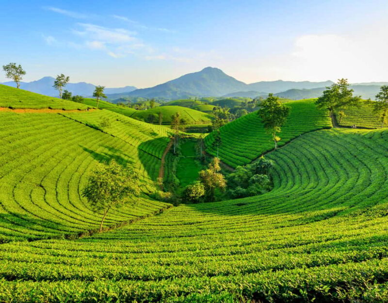 Chiang Mai: Private Chiang Rai Temples & Golden Triangle - An Overview of What to Expect