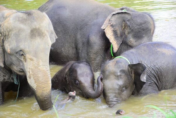 Chiang Mai: Private Elephant Care Experience for Couples - The Sum Up