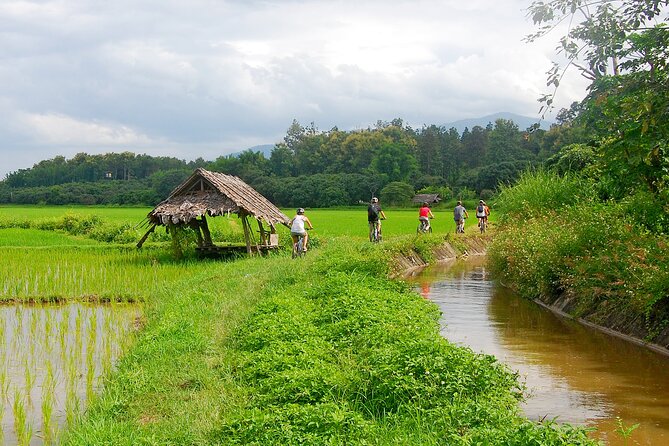 Chiang Mai Rice Fields Biking Tour - Local Experiences