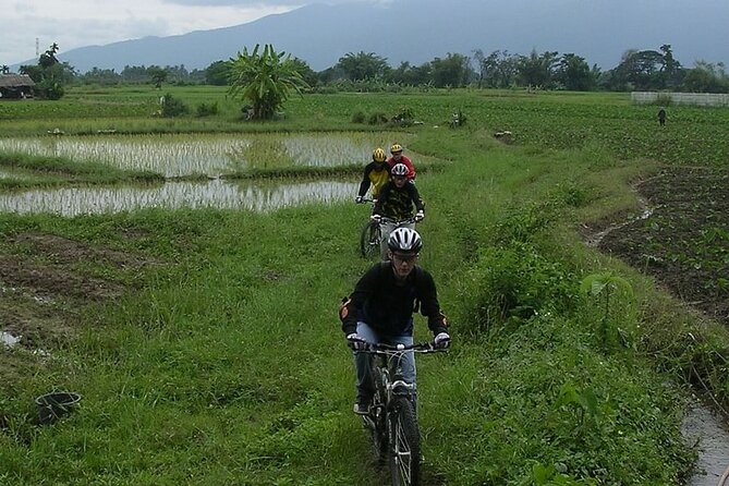 Chiang Mai Rice Fields Biking Tour - The Sum Up