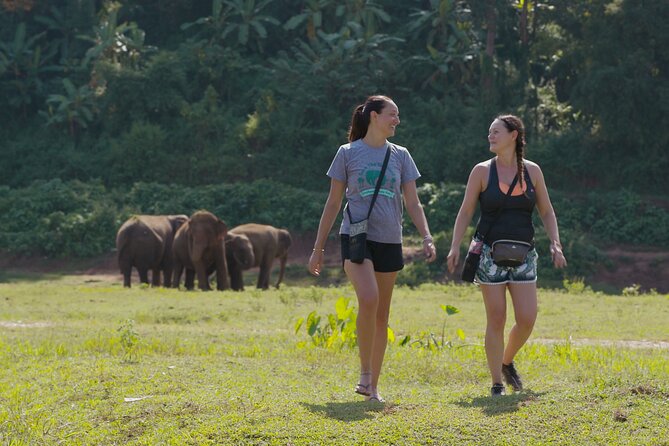 Chiang Mai Single Day Visit to Elephant Nature Park (No Riding No Bathing) - Additional Information