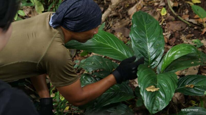 Chiang Mai: Small-Group Downhill Eco Walk to Waterfall - Exploring the Chiang Mai Small-Group Downhill Eco Walk to Waterfall