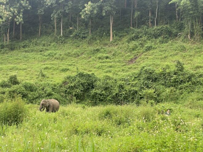 Chiang Mai: Small Group Ethical Elephant Sanctuary Tour - Pickup and Accessibility