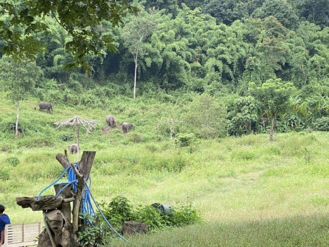 Chiang Mai: Small Group Ethical Elephant Sanctuary Tour - Review Excerpts