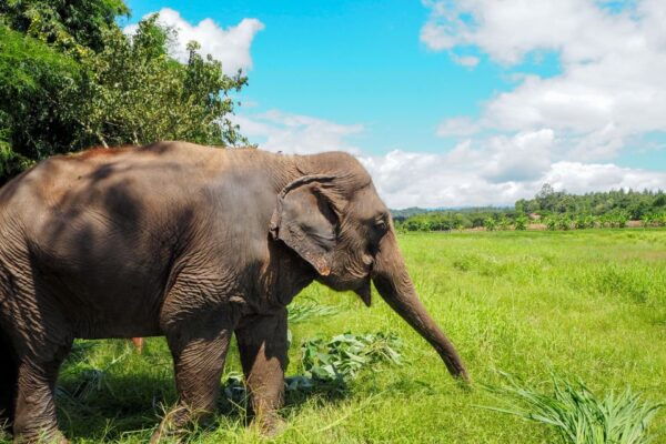 Chiang Mai: Small Group Ethical Elephant Sanctuary Tour - Booking Information