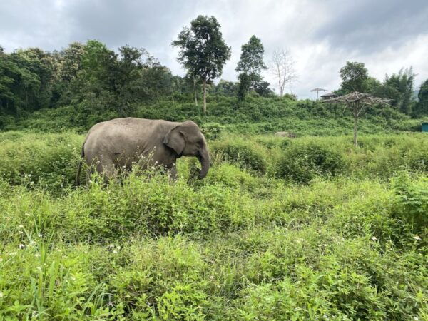 Chiang Mai: Small Group Ethical Elephant Sanctuary Tour - Common Questions
