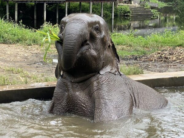 Chiang Mai: Small Group Ethical Elephant Sanctuary Tour - The Sum Up
