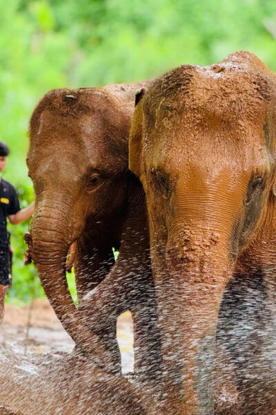 Chiang Mai : Temple , Nature and Culture in One Day. - Customer Feedback