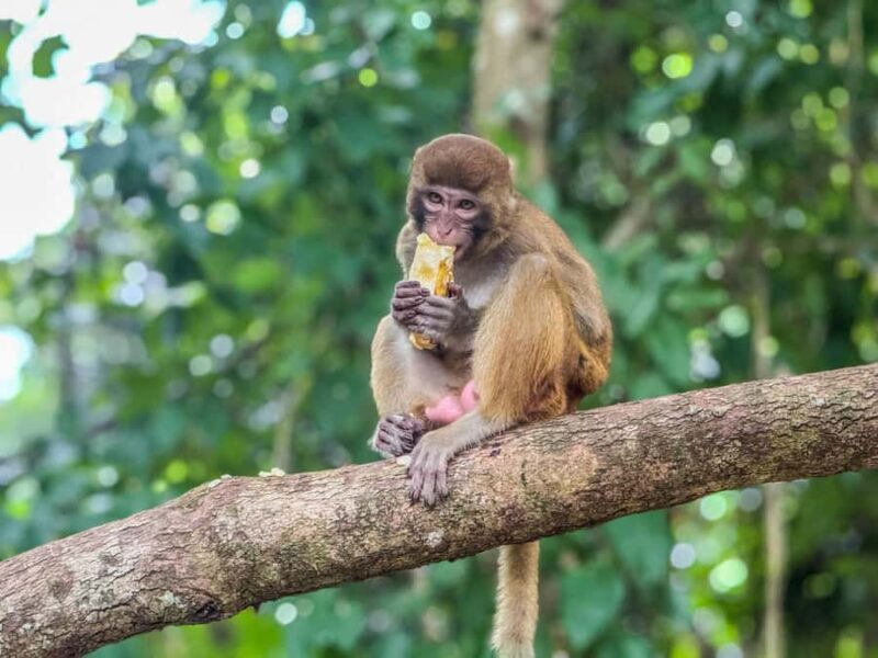 Chiang Mai: The Original Sticky Waterfalls & Thai Cooking - Practical Details: Transport, Timing, and What to Pack