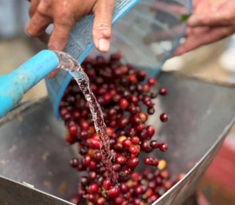 Chiang Mai: Thepsadet Village Coffee Tour with Transfer - Good To Know