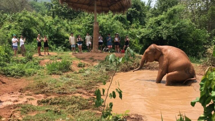 Chiang Mai: Top Rated Elephant Afternoon Tour (Starts 12PM) - Itinerary Highlights
