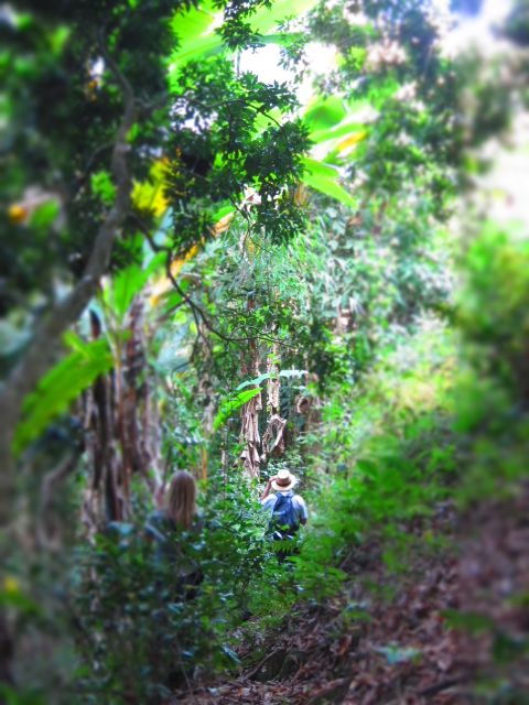 Chiang Mai: Tree House Stay & Jungle Zip-Lining - Key Points