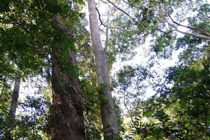 Chiang Mai - Trekking - Monks Trail Wat Palad & Wat Pratat Doi Suthep - Common Questions