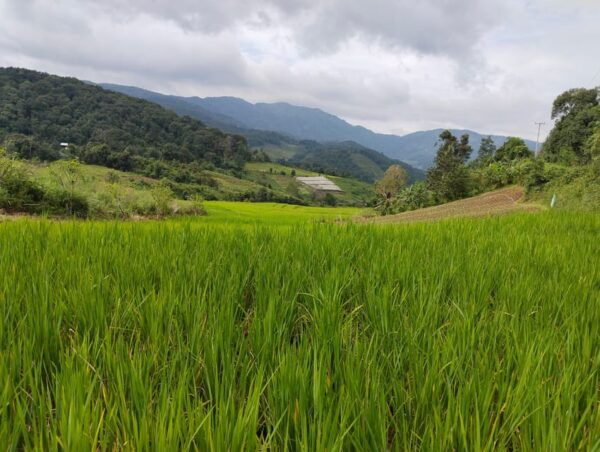 Chiang Mai Trekking (Non-touristic Trail) - Questions You May Have
