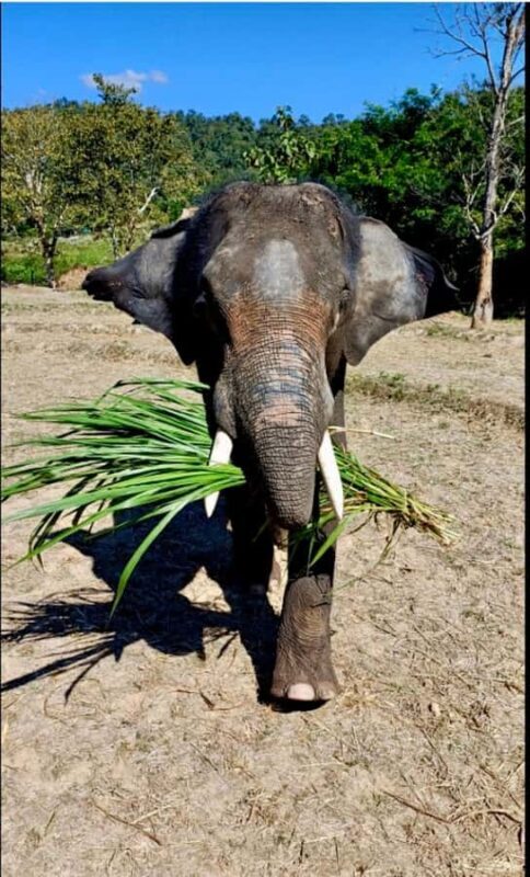 Chiang Mai: Two-day tour at the Temple of Elephants Sanctuary - Authenticity and Respect for Elephants