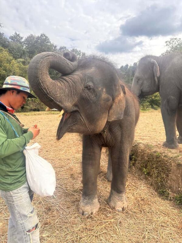Chiang Mai: Two-day tour at the Temple of Elephants Sanctuary - Who Will Enjoy This Tour?