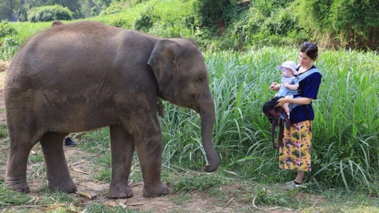 Chiang Mai Untouched Elephant: Nature Walk & Waterfall Trek - Pricing and Cancellation Policy
