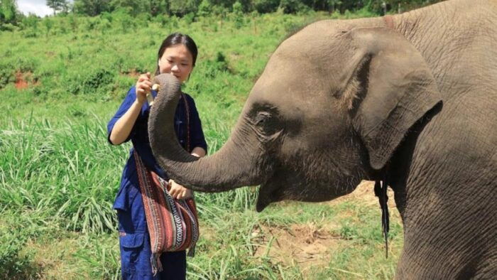 Chiang Mai Untouched Elephant: Nature Walk & Waterfall Trek - About the Elephant Sanctuary Care Park
