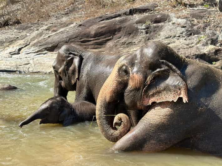 Chiang Mai: Waterfall, Elephant Sanctuary, and Rafting Tour - Key Points