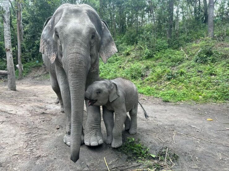 Chiang Mai: Waterfall, Elephant Sanctuary, and Rafting Tour - Experience Highlights
