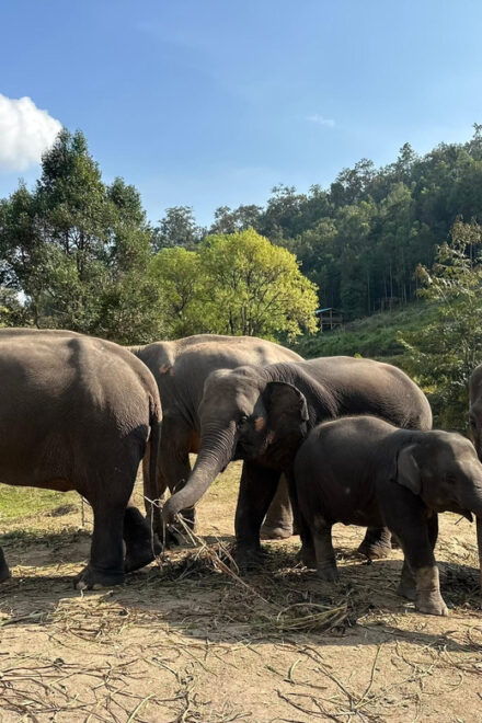 Chiang Mai: Waterfall, Elephant Sanctuary, and Rafting Tour - Detailed Itinerary