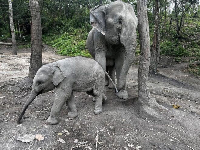 Chiang Mai: Waterfall, Elephant Sanctuary, and Rafting Tour - Inclusions and Exclusions