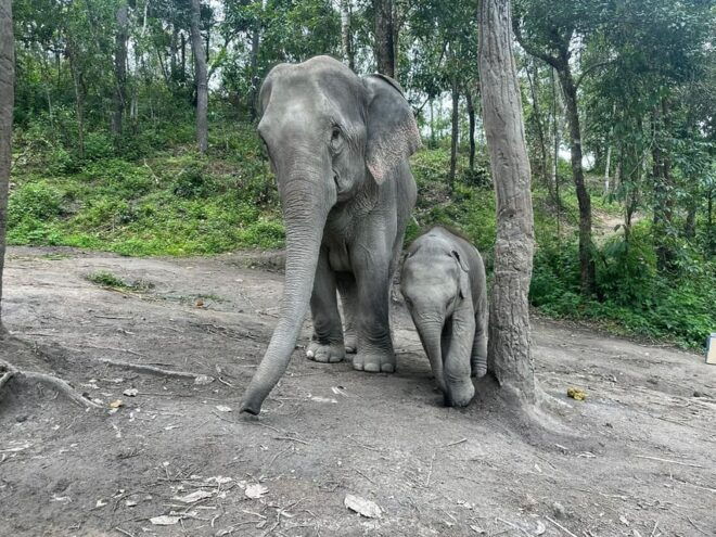 Chiang Mai: Waterfall, Elephant Sanctuary, and Rafting Tour - Participant Restrictions