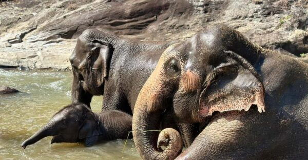 Chiang Mai: Waterfall, Elephant Sanctuary, and Rafting Tour - Booking Information