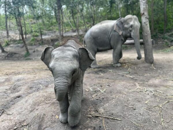 Chiang Mai: Waterfall, Elephant Sanctuary, and Rafting Tour - Tips for an Enjoyable Experience