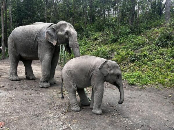 Chiang Mai: Waterfall, Elephant Sanctuary, and Rafting Tour - Questions You May Have