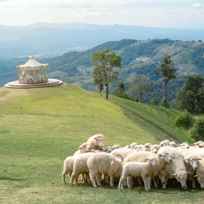 Chiang Mai: White Temple, Singha Park & Akha Farm Tour - Final Thoughts: Is It Worth It?