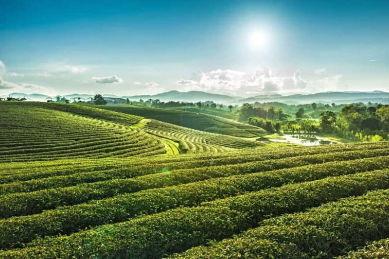 Chiang Rai: 7 Major Sites, Golden Triangle & Tea Plantation - Good To Know