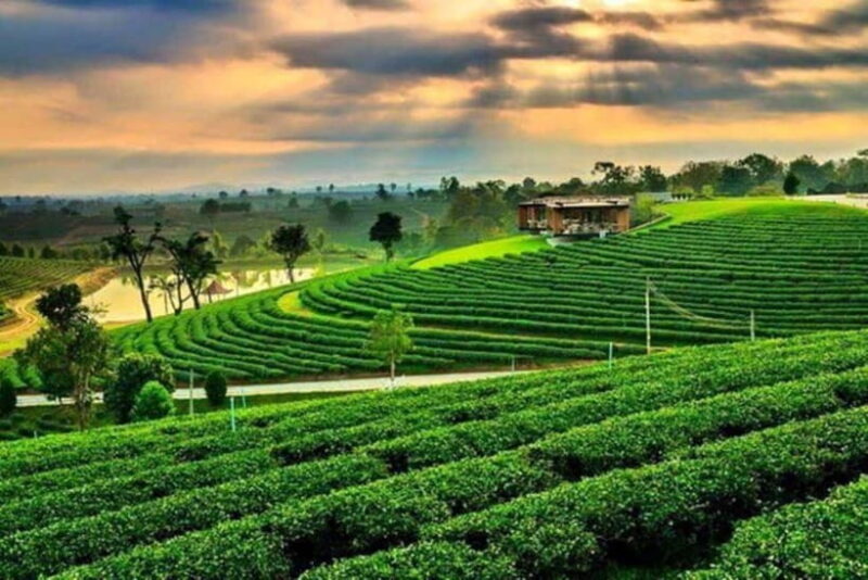 Chiang Rai: 7 Major Sites, Golden Triangle & Tea Plantation - Final Thoughts