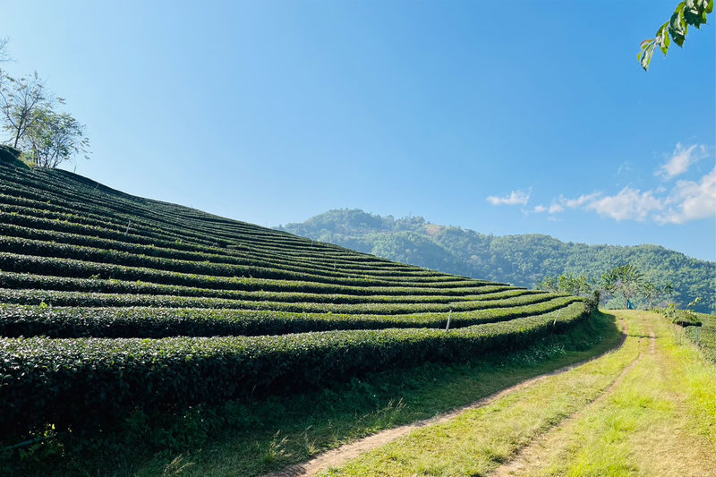 Chiang Rai 7 Top Spots Full-Day Historical Tour - Black House Museum: art, lunch and a change of pace