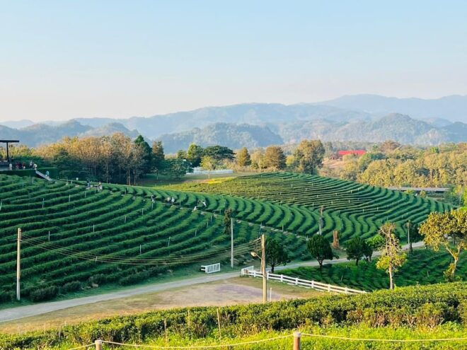 Chiang Rai: Discover 7 Must-See Spots & Lunch Included - Local Thai Lunch Experience