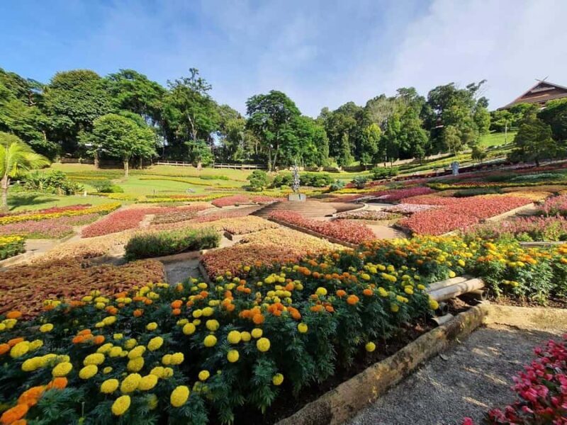 Chiang Rai: Doi Mae Salong & Doi Tung Guided Day Trip - A Deep Dive into the Tour Experience