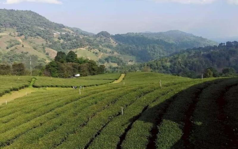 Chiang Rai: Doi Mae Salong, Mae Sai border & Golden triangle - Mae Sai Skywalk: Panoramic Border Views