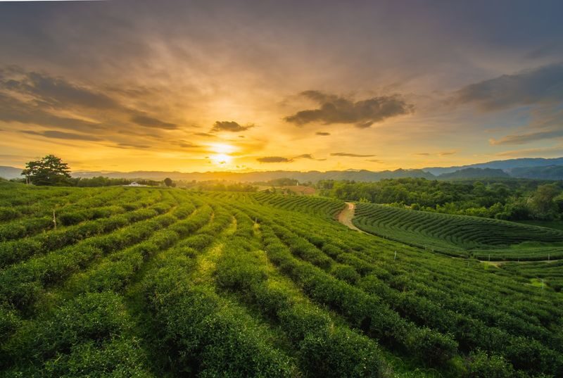Chiang Rai Doi Tung & Doi Mae Salong Full-Day Tour - Doi Tung’s villa and garden are the cultural heart of the day