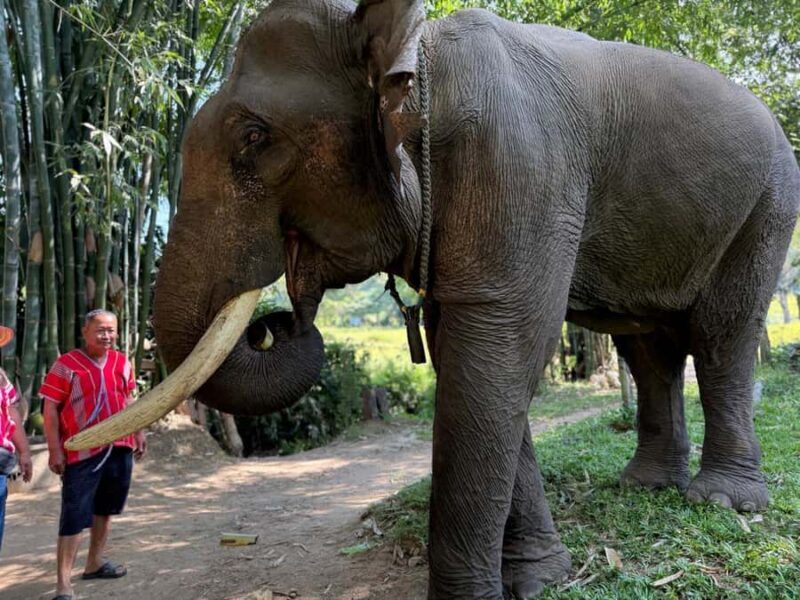 Chiang Rai: Heart to Heart Elephant Sanctuary Half Day Visit - Final Thoughts