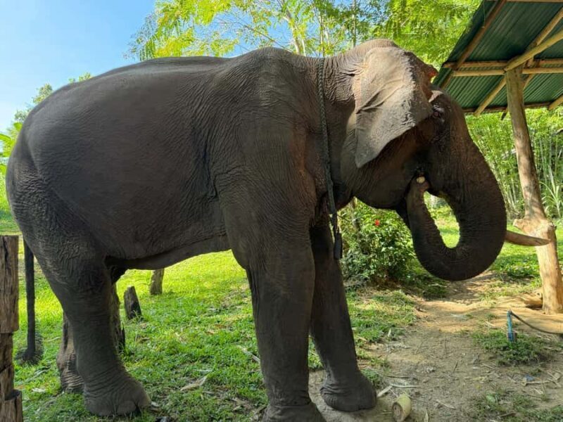 Chiang Rai: Heart to Heart Elephant Sanctuary Half Day Visit - Authentic Insights From Reviews