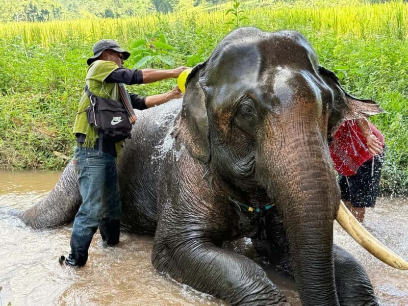 Chiang Rai: Heart to Heart Elephant Sanctuary Half Day Visit - Final Thoughts: Who Will Love This Tour?