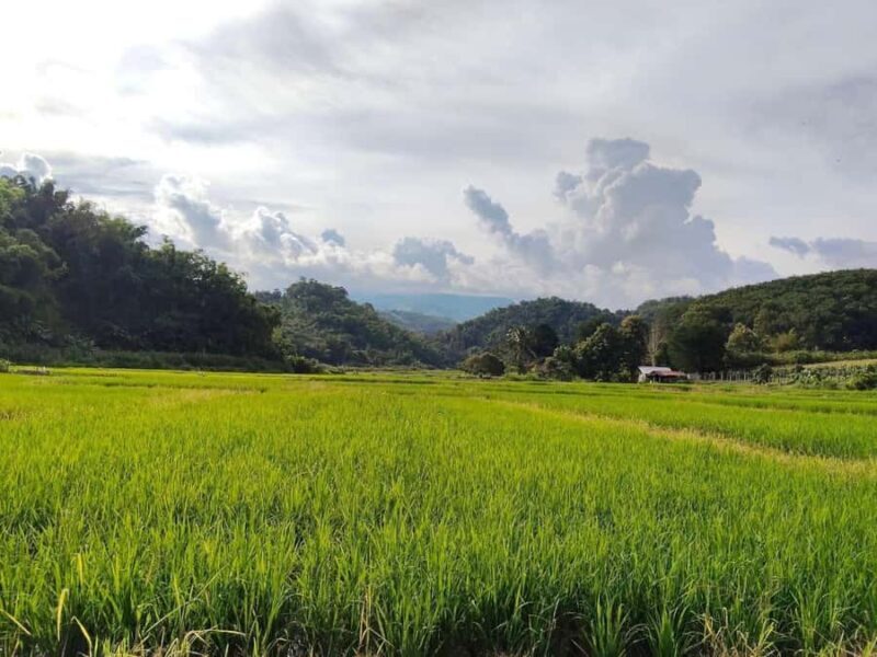 Chiang Rai: Jungle Trek, Waterfall, and Bamboo Raft Tour - A Comprehensive Look at the Tour