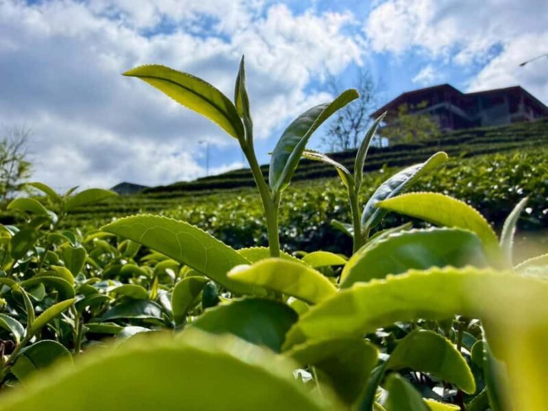 Chiang Rai: Mountains Discovery Doi Mae Salong & Doi Tung - Good To Know