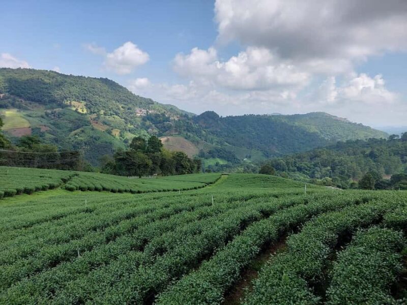 Chiang Rai: Mountains Discovery Doi Mae Salong & Doi Tung - Final Thoughts