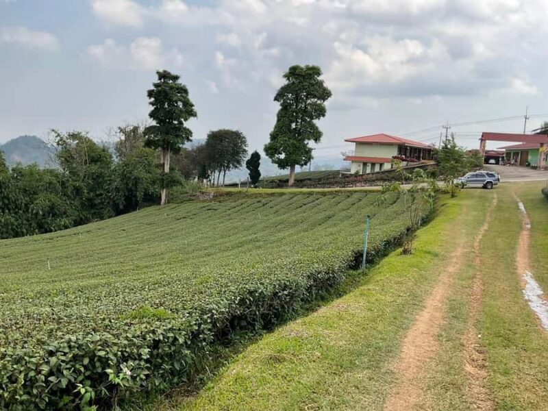 Chiang Rai: Mountains Discovery Doi Mae Salong & Doi Tung - Who Is This Tour Best For?