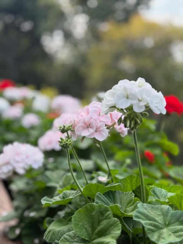 Chiang Rai: Mountains Discovery (Group Tour) - A Closer Look at the Itinerary