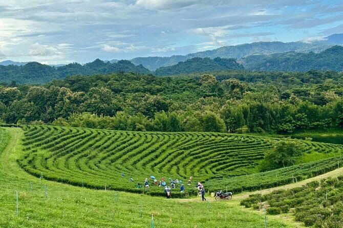 Chiang Rai: Northern Thailand Tour with Golden Triangle - What Makes This Tour Stand Out?