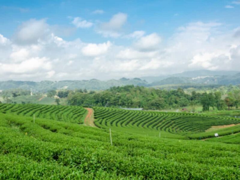 Chiang Rai: Private Customized Tour5 Places of Your Choice - An In-Depth Look at the Chiang Rai Private Tour Experience