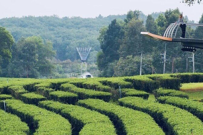 Chiang Rai Temple and Tea Plantation Private Tour from Chiang Mai - Singha Park Tea Plantation: A Scenic Escape